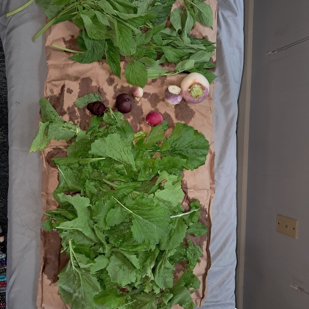 Garden DONATION Non GMO Seeds And  gift for your support. - Picture 2 of 16